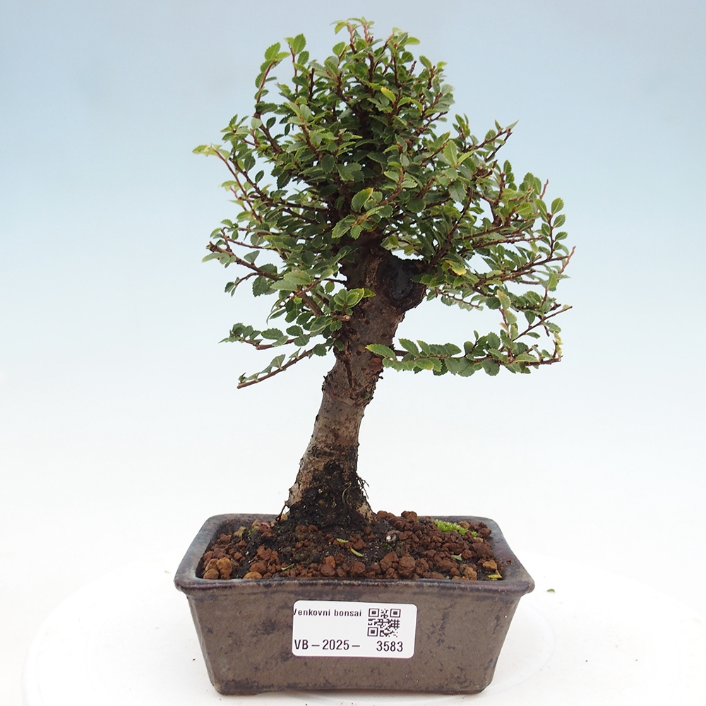 Bonsai voor buiten - Ulmus parvifolia Hokkaido - Chinese iep