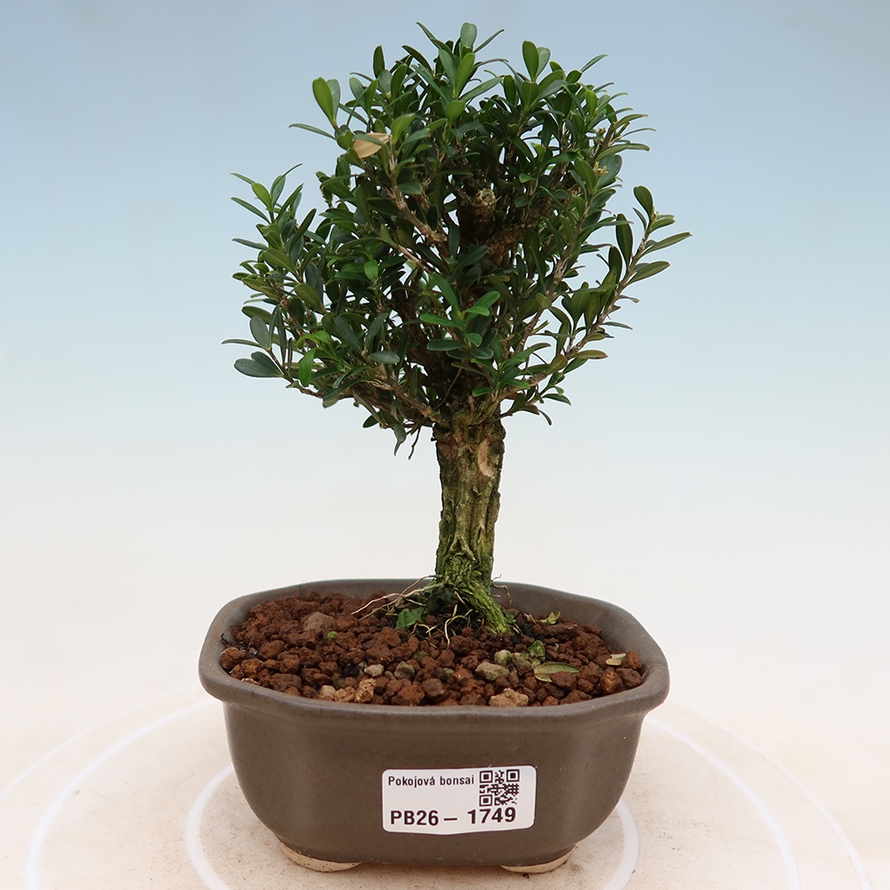 Kamerbonsai - Buxus harlandii - kurk buxus