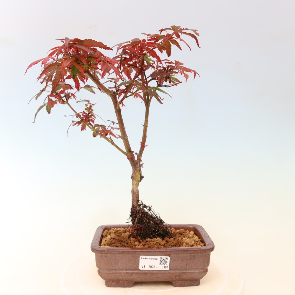 Buitenbonsai - Palmbladige esdoorn  - Acer palmatum Berry Broom 