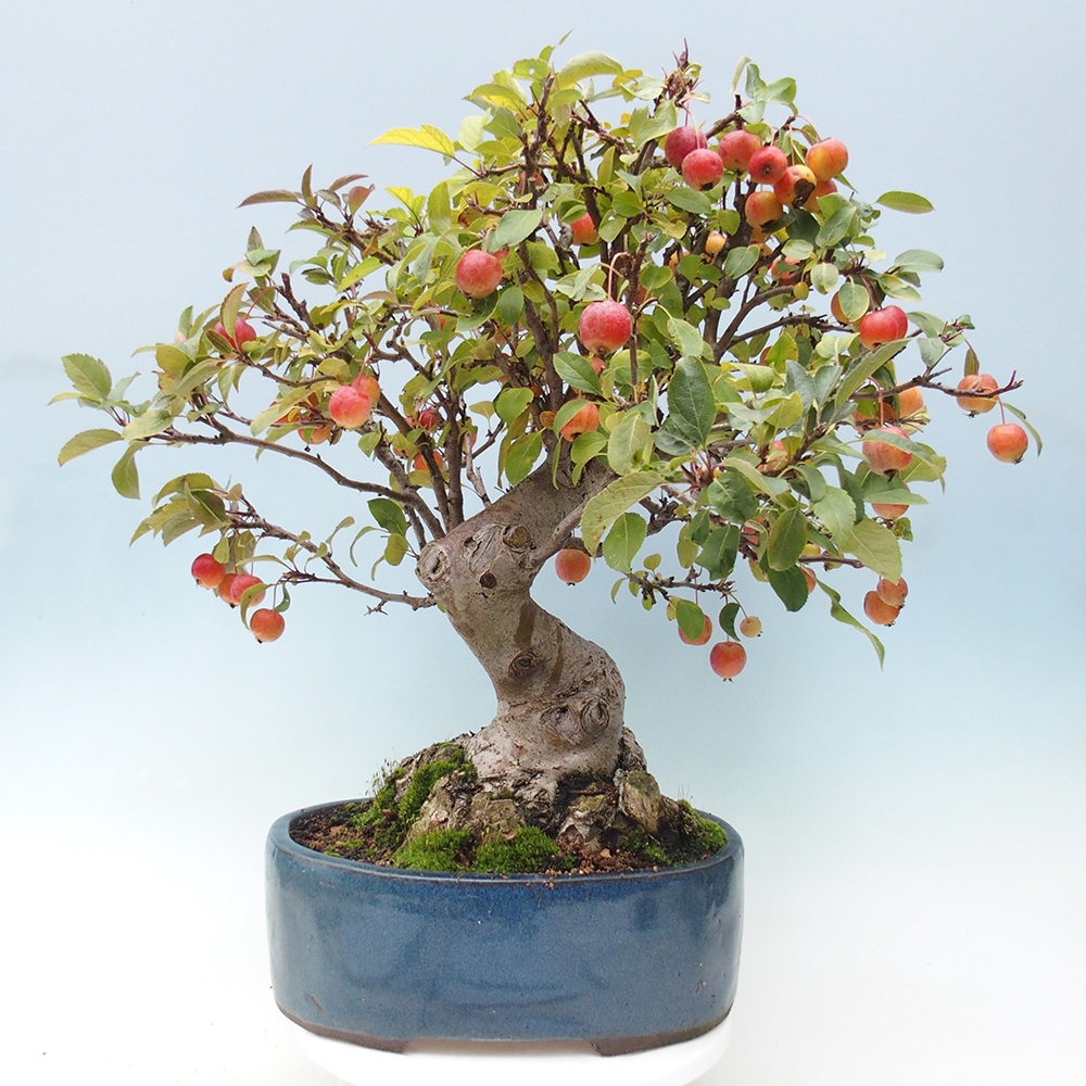 Bonsai voor buiten -Malus halliana - Appelboom met kleine vruchten