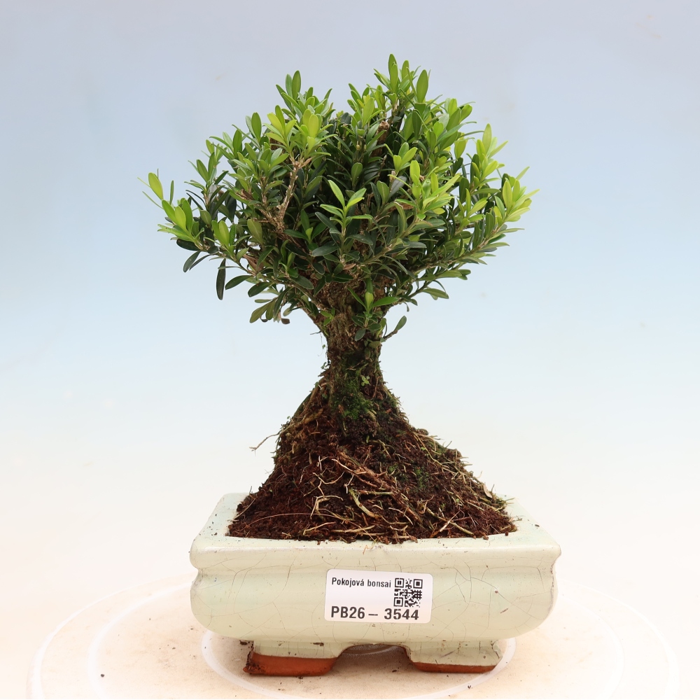 Kamerbonsai - Buxus harlandii - kurk buxus
