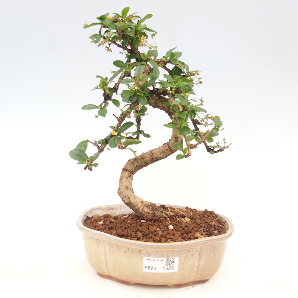 Kamerbonsai - Carmona macrophylla - Thee fuki