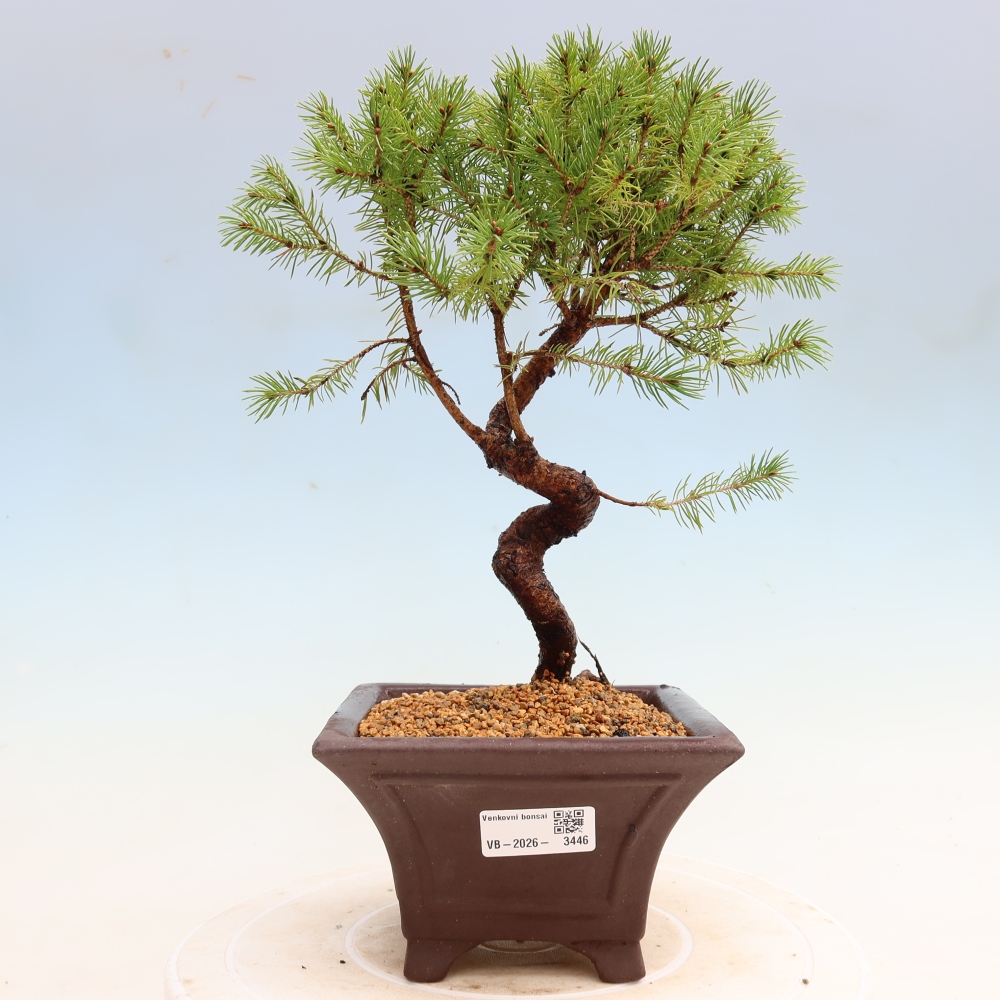 Buitenbonsai – Grijze spar – Picea glauca globe