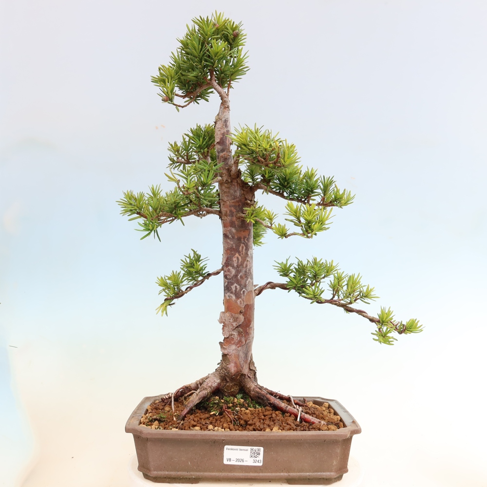 Bonsai voor buiten - Taxus cuspidata - Japanse Taxus