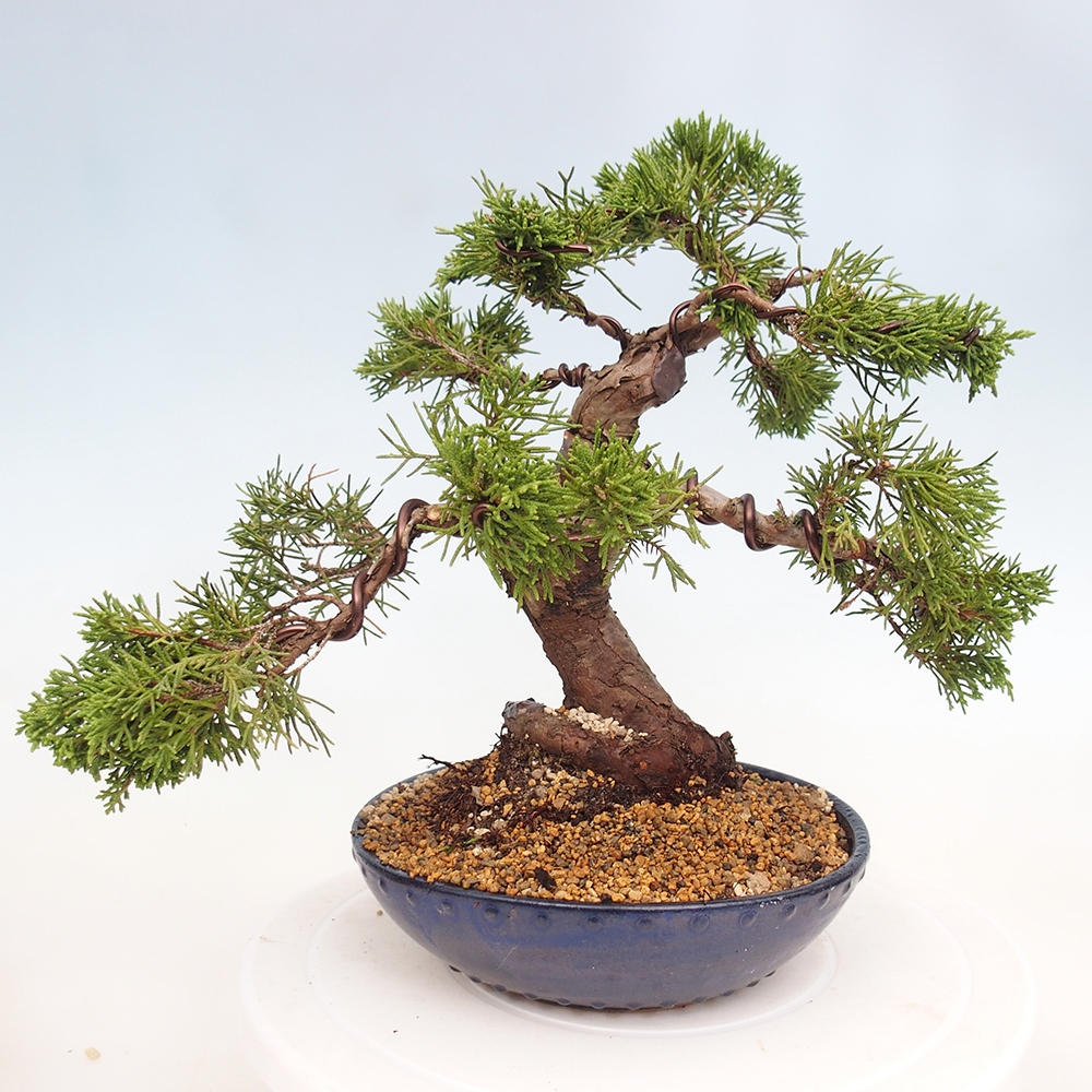 Bonsai voor buiten - Juniperus chinensis Itoigawa
