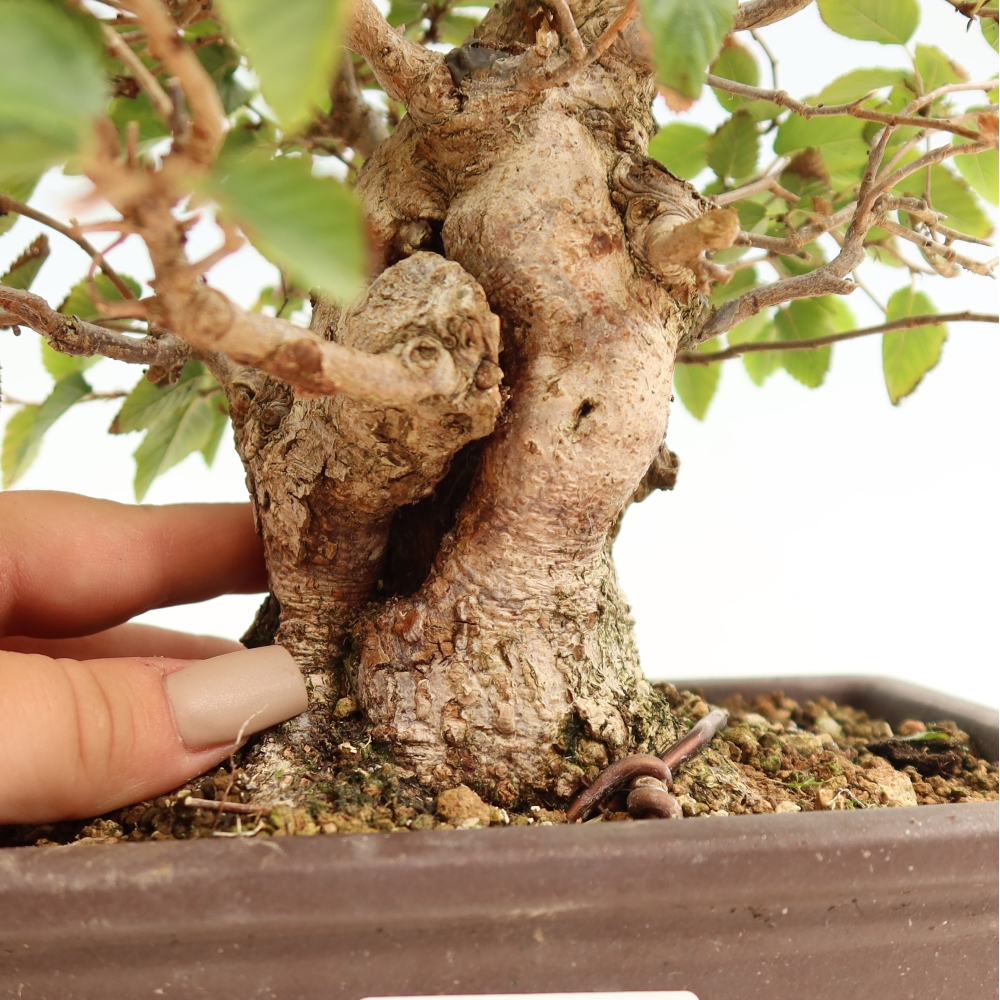 Bonsai voor buiten -Carpinus CARPINOIDES - Koreaanse haagbeuk