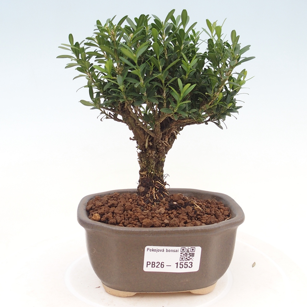 Kamerbonsai - Buxus harlandii - kurk buxus