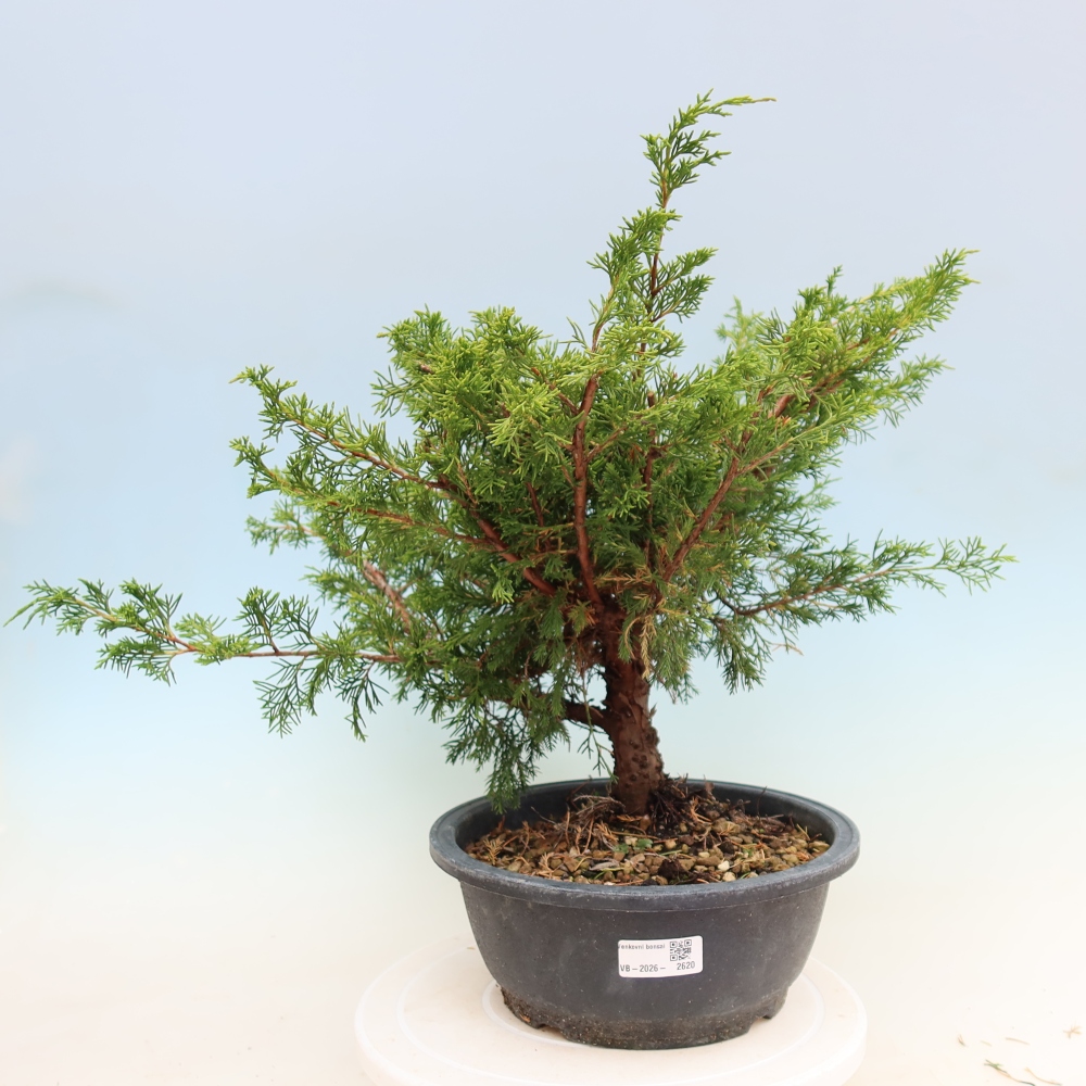 Bonsai voor buiten - Juniperus chinensis Itoigawa