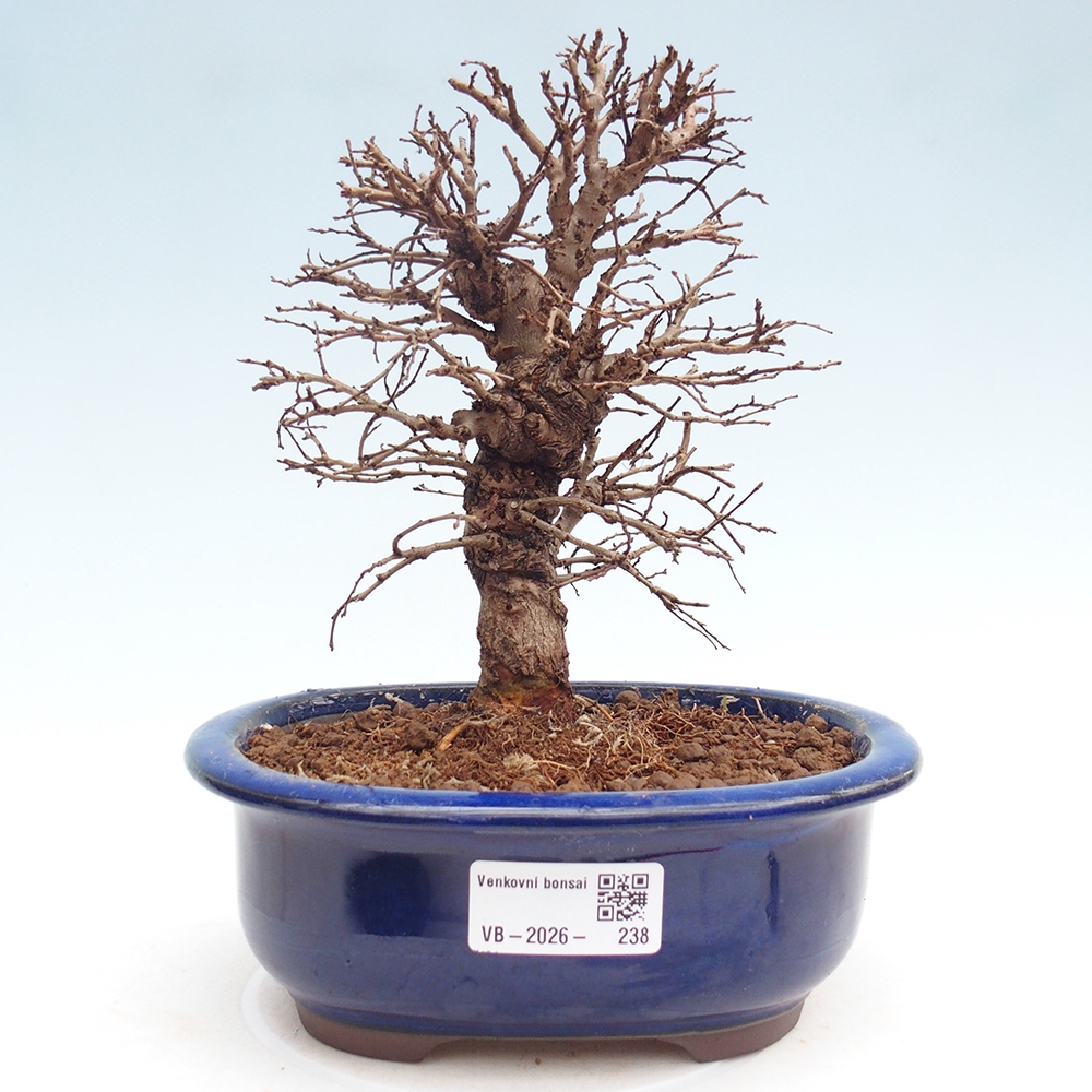 Bonsai voor buiten - Zelkova - Zelkova NIRE