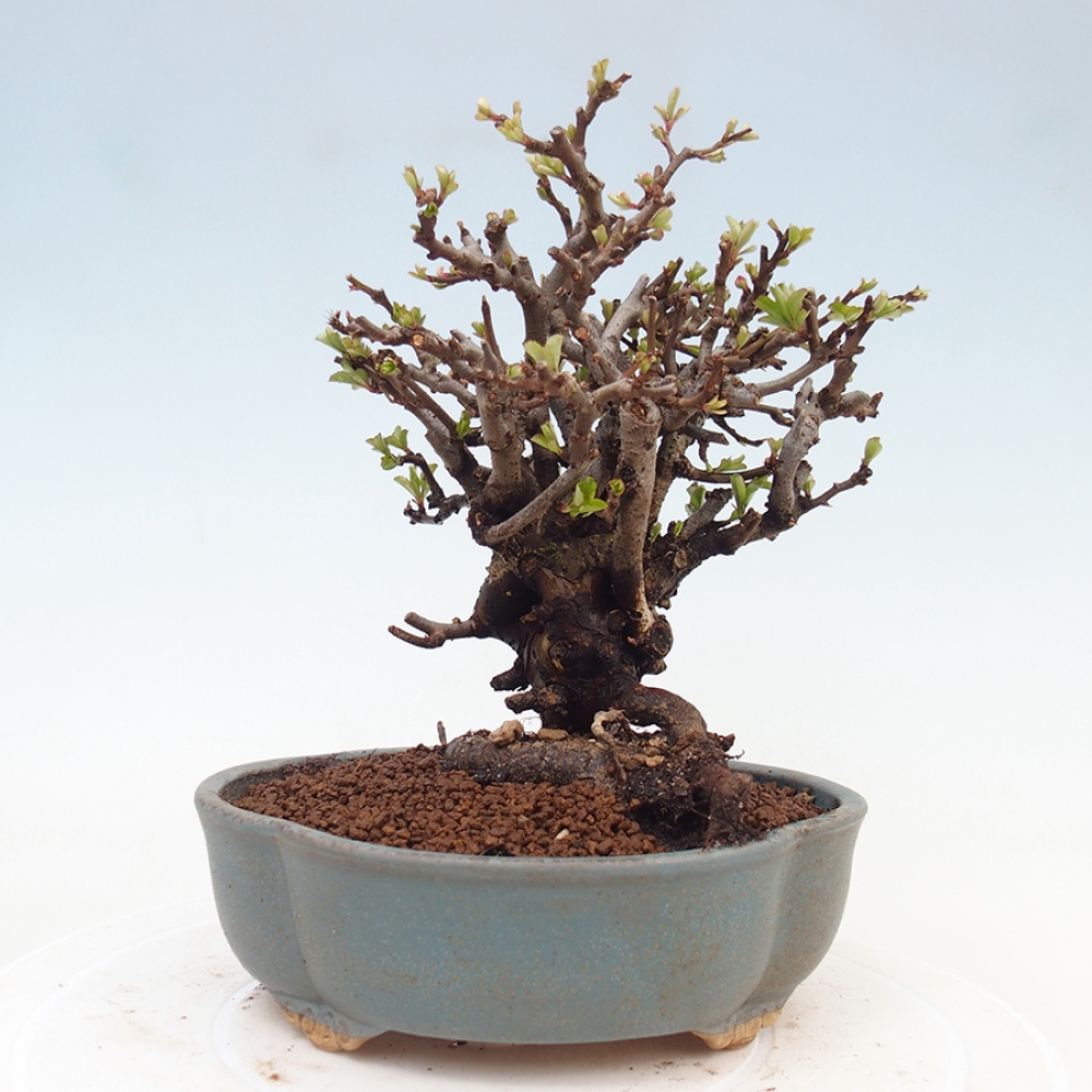 Bonsai voor buiten - Chaneomeles speciosa - Kweepeer