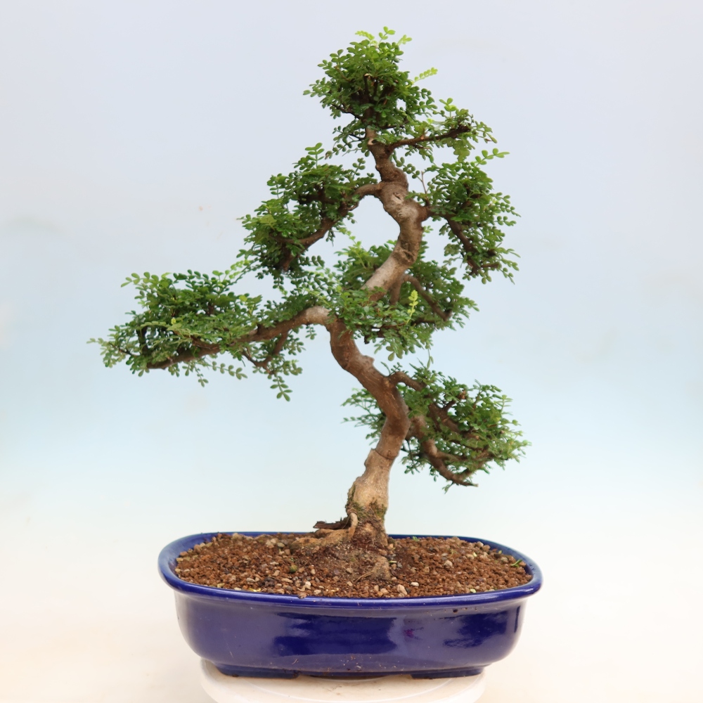 Kamerbonsai - Zantoxylum piperitum - peperboom