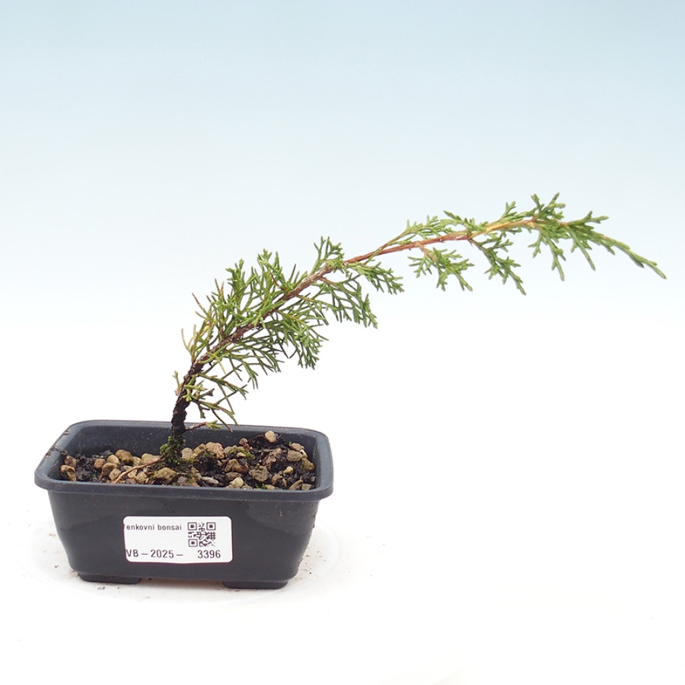 Bonsai voor buiten - Juniperus chinensis Itoigawa