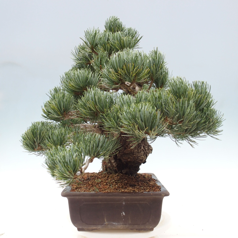 Bonsai voor buiten - Pinus parviflora - Pinus parviflora