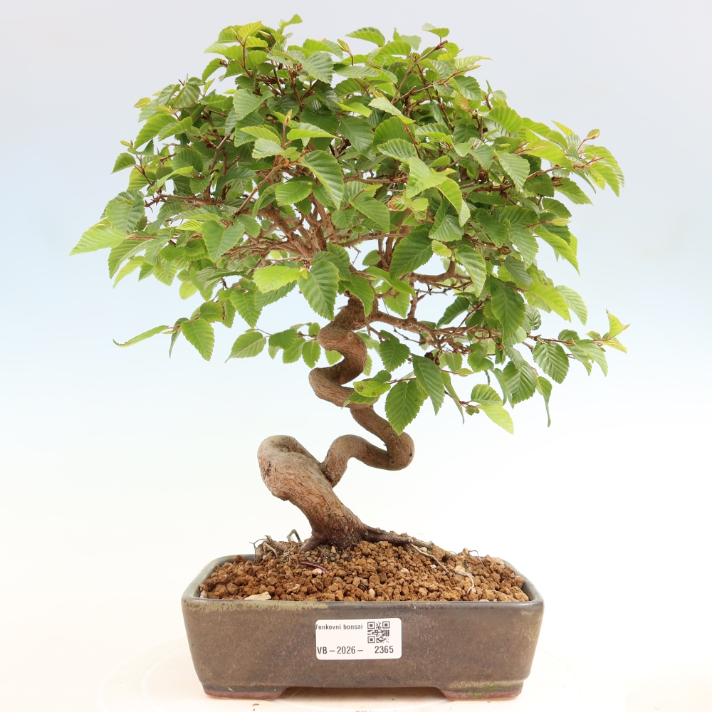Bonsai voor buiten -Carpinus Coreana - Koreaanse haagbeuk
