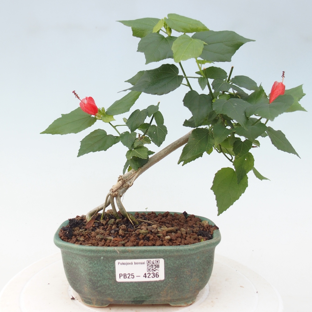 Bonsai voor binnen - Malvaviscus arboreus