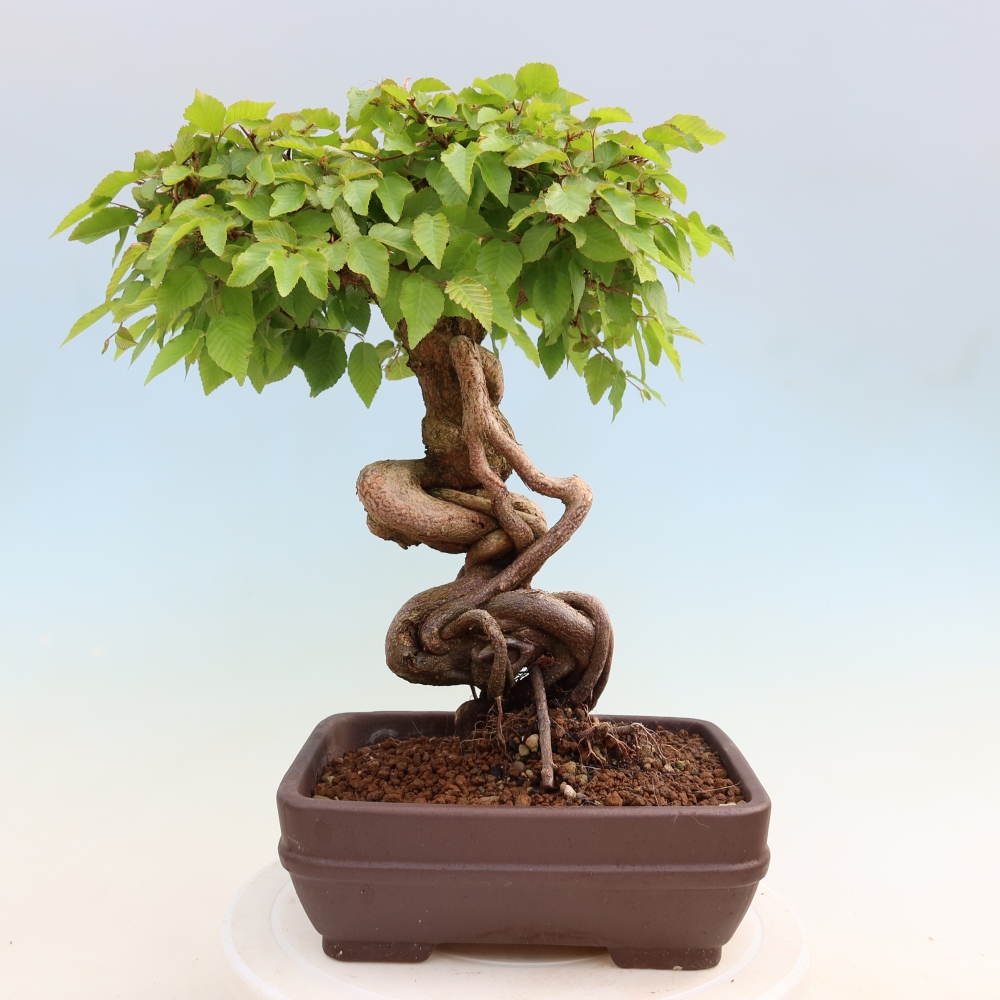 Bonsai voor buiten -Carpinus Coreana - Koreaanse haagbeuk