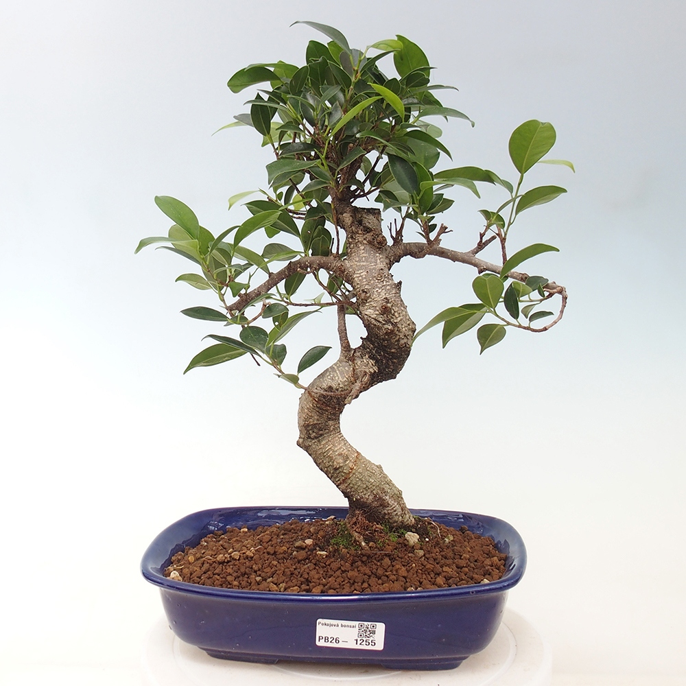 Kamerbonsai - Ficus kimmen - kleinbladige ficus