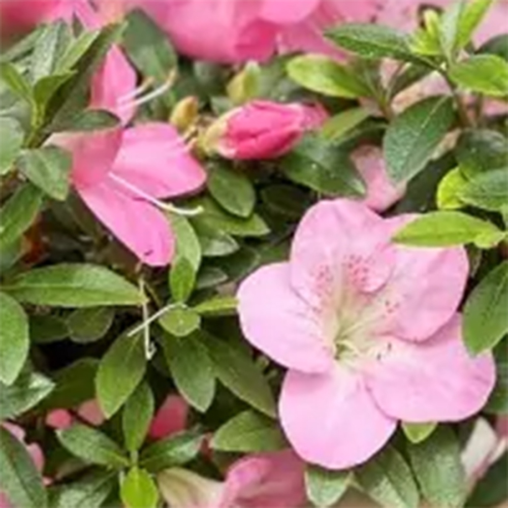 Bonsai voor buiten - Japanse Azalea - Azalea Yoko