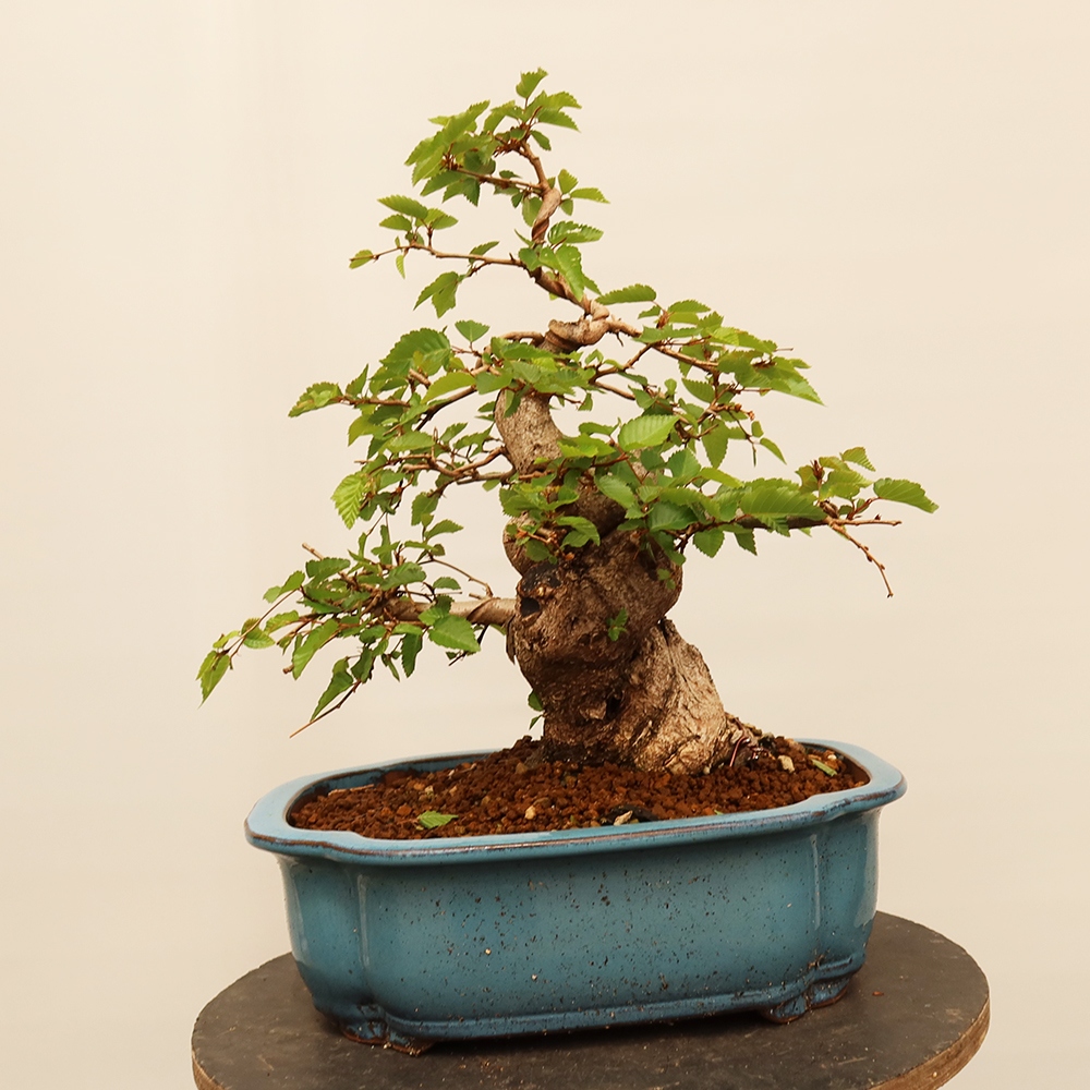 Bonsai voor buiten -Carpinus Coreana - Koreaanse haagbeuk