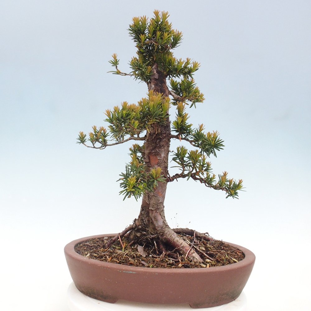 Bonsai voor buiten - Taxus cuspidata - Japanse Taxus