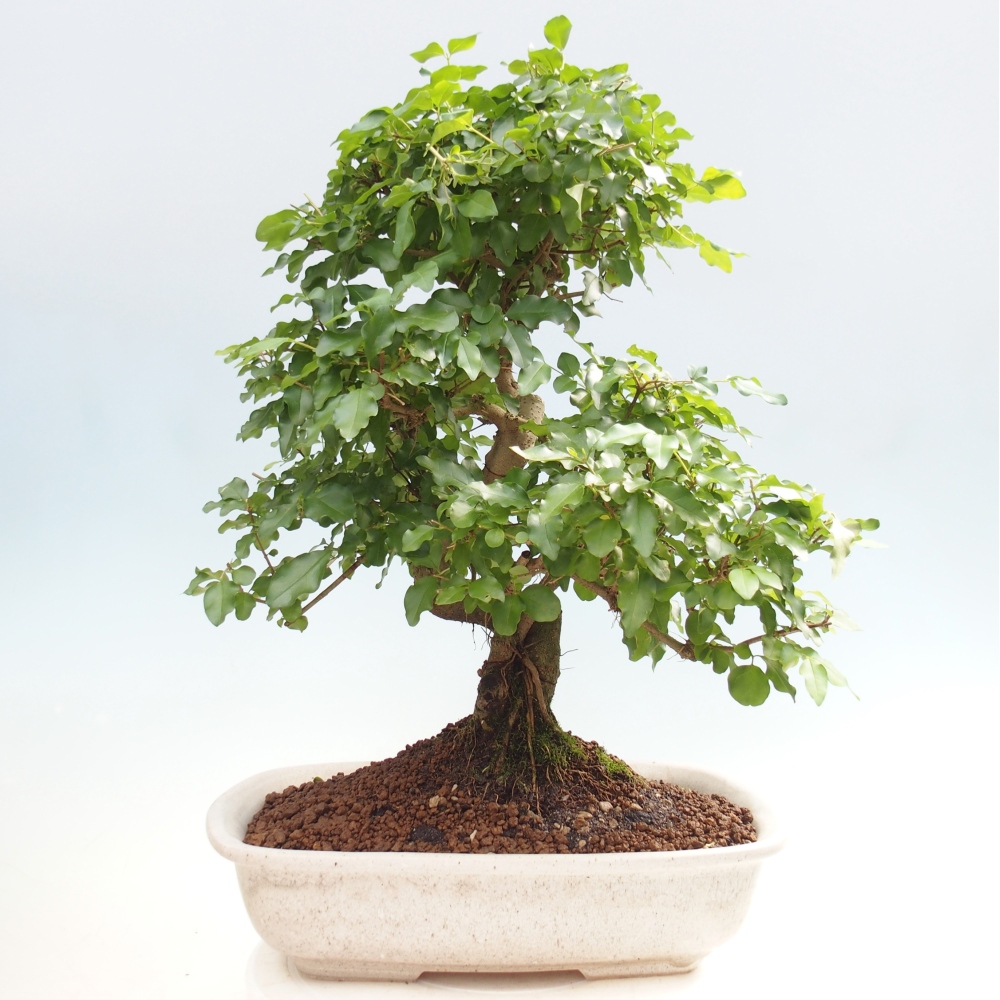 Kamerbonsai -Ligustrum chinensis - Vogelsnavel