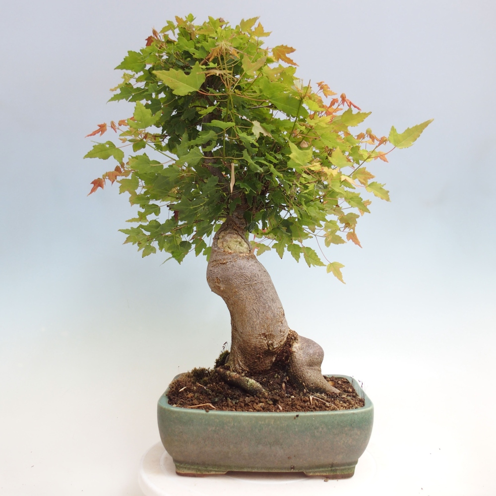 Bonsai voor buiten - Acer Buergerianum - Burgeresdoorn
