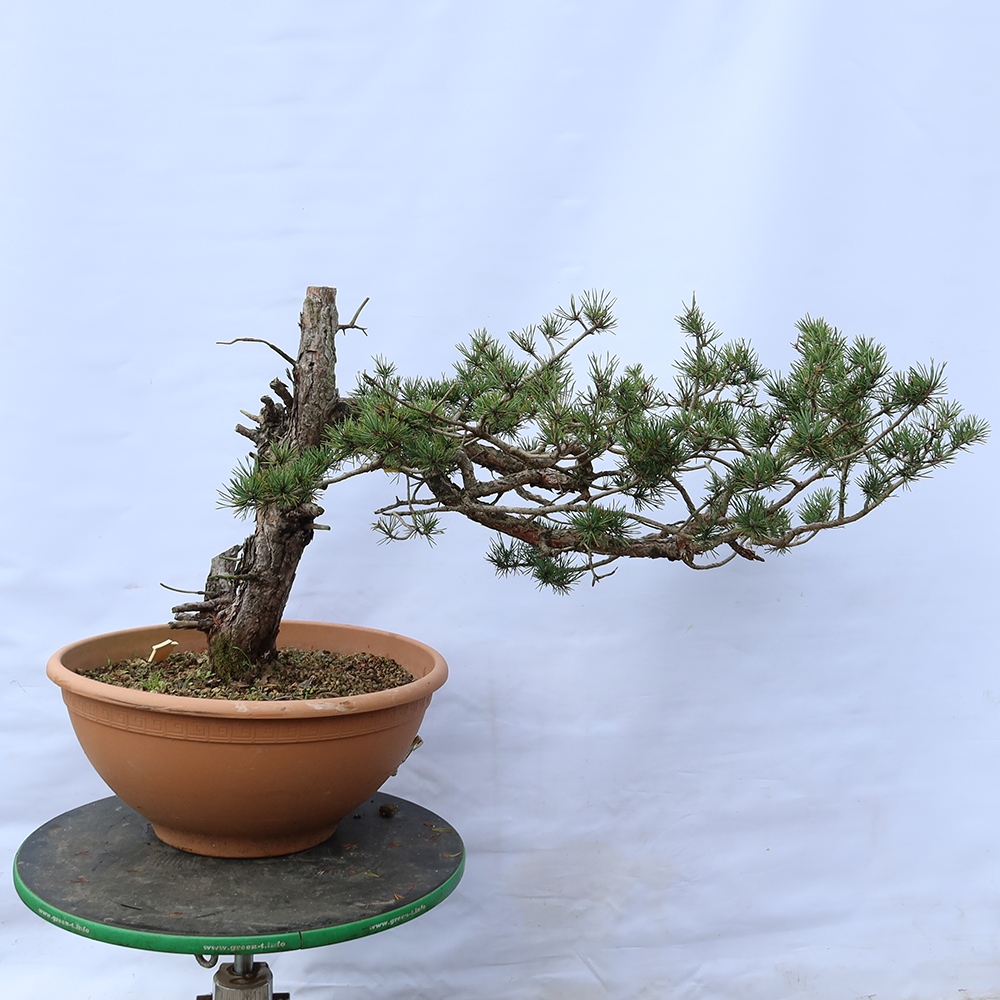 Pinus sylvestris Spanje - grove den