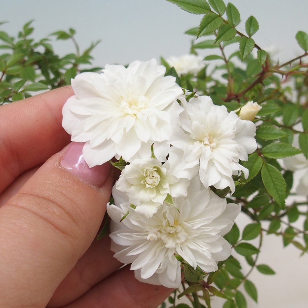 Bonsai voor buiten - Rosa Sea Foam - roos