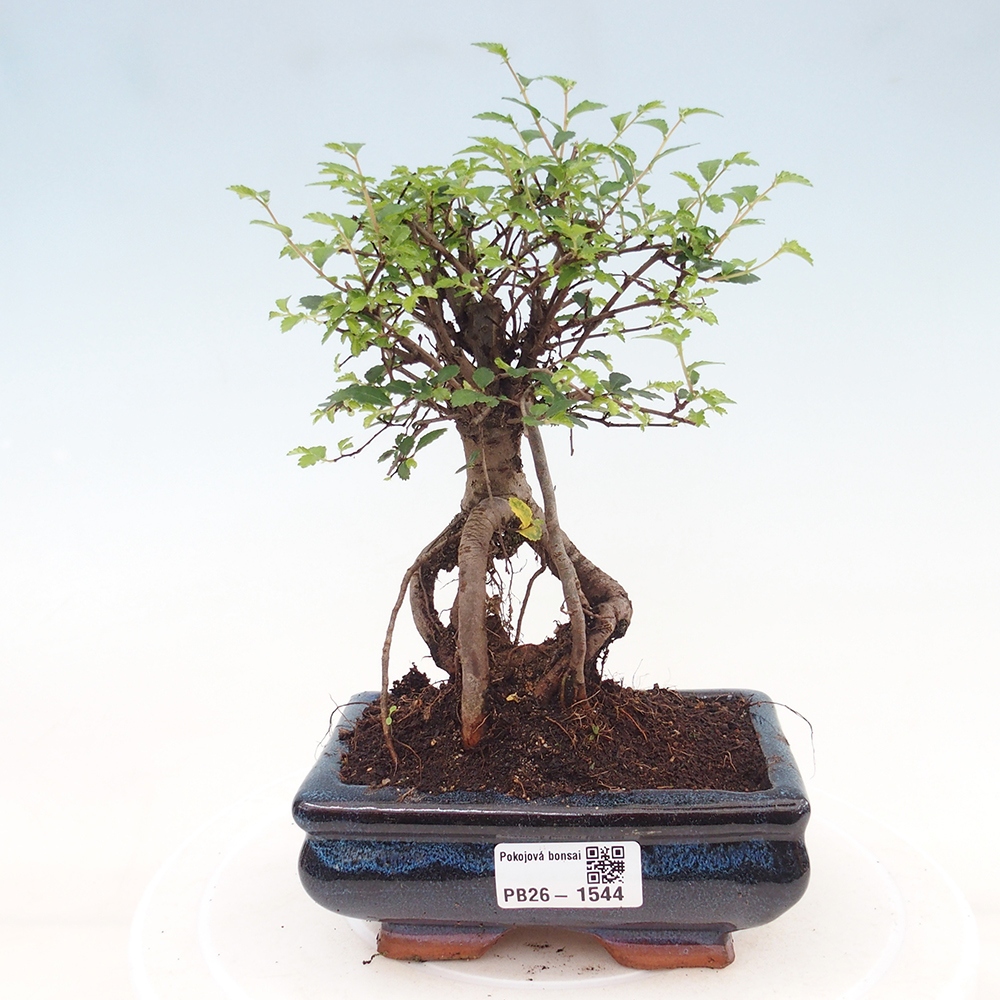 Kamerbonsai - Ulmus parvifolia - Winteriep