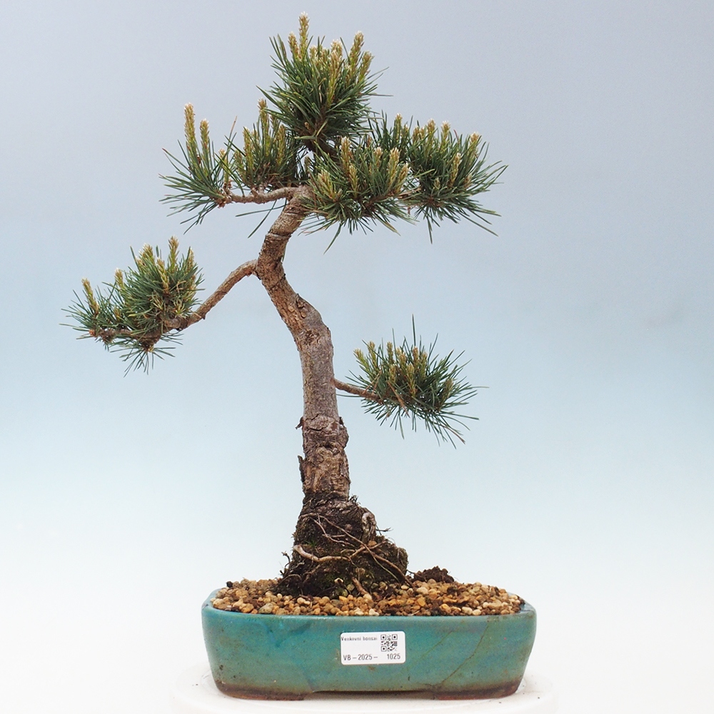 Bonsai voor buiten - Pinus Sylvestris Watererri - grove den
