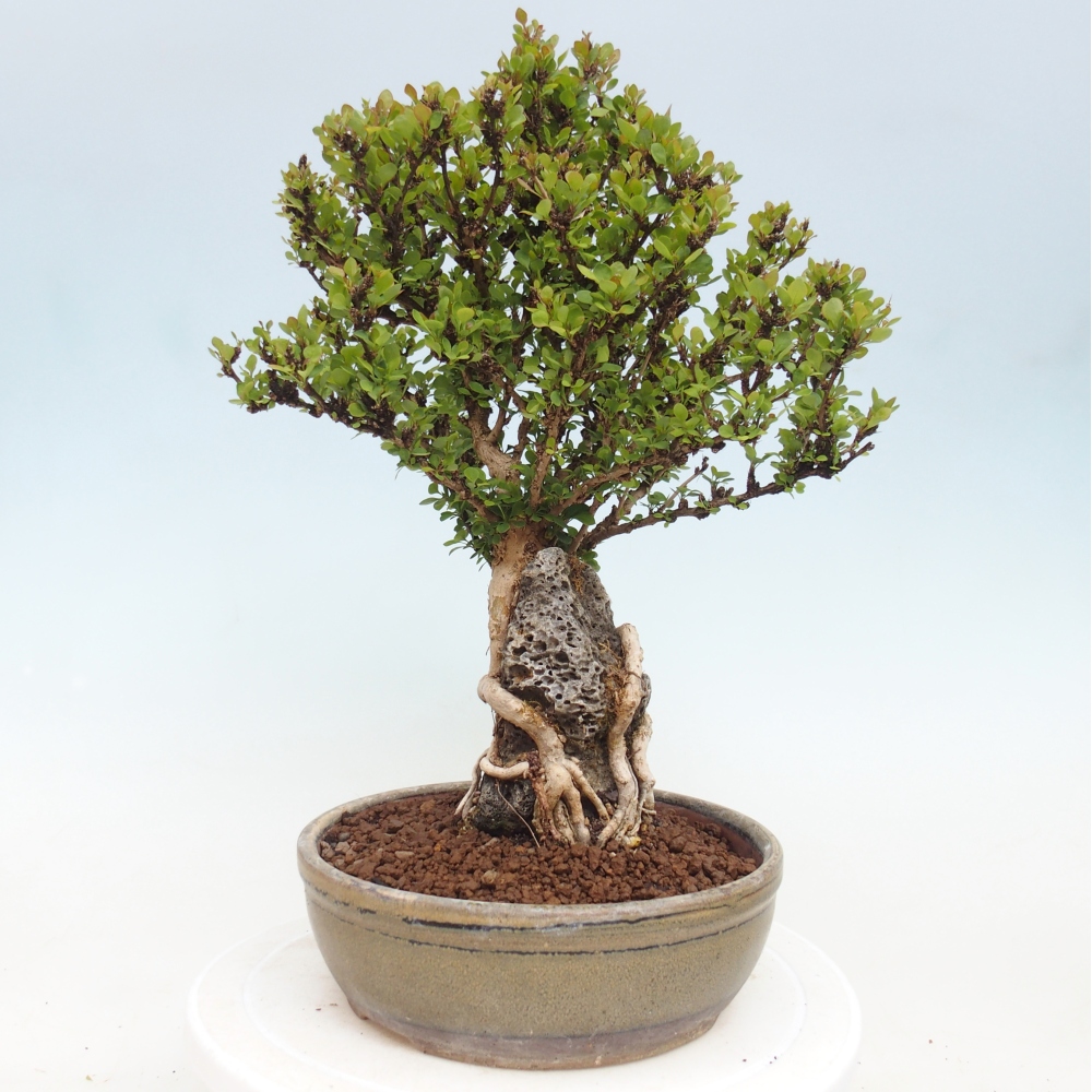 Bonsai voor buiten - Berberis coreana