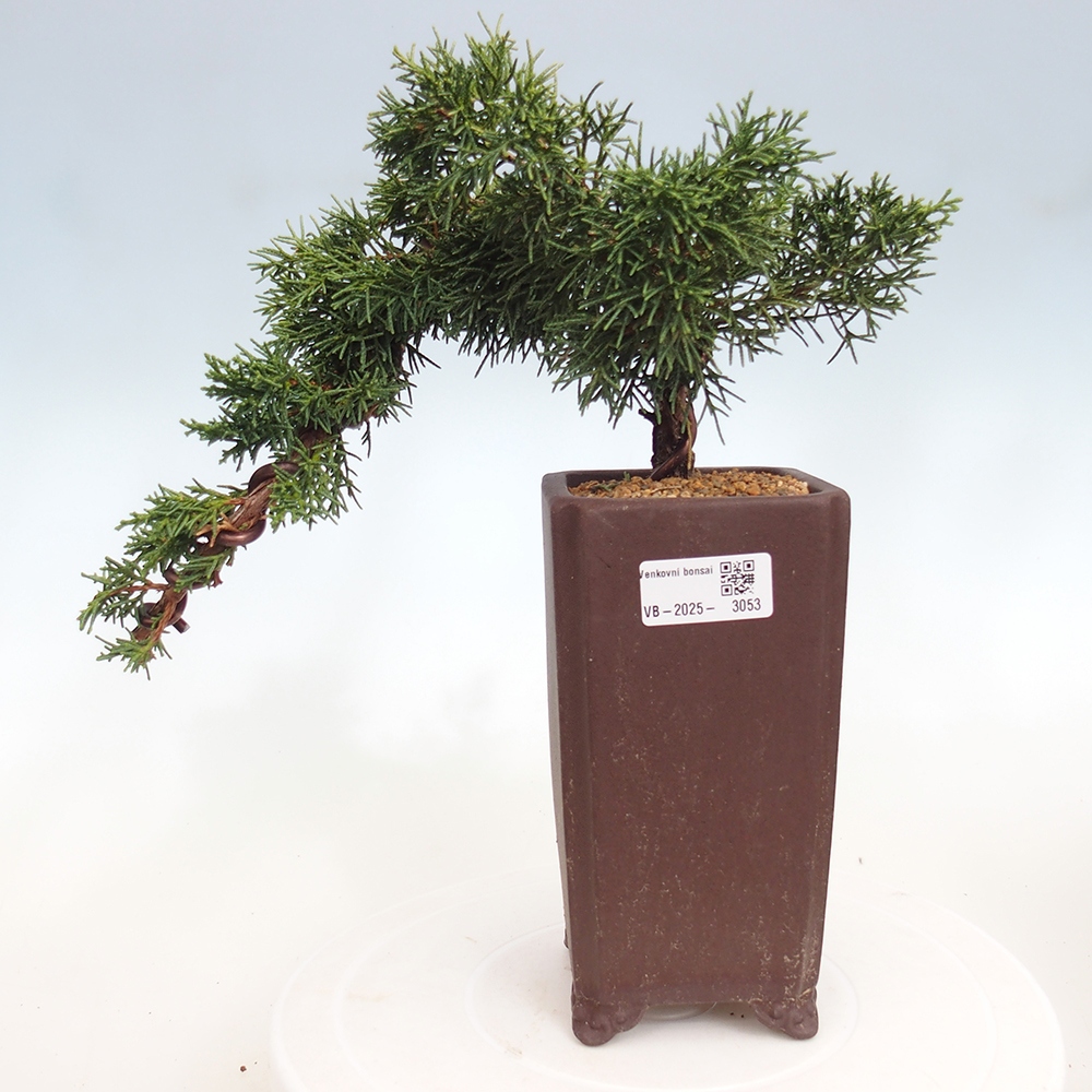 Bonsai voor buiten - Juniperus chinensis Kishu