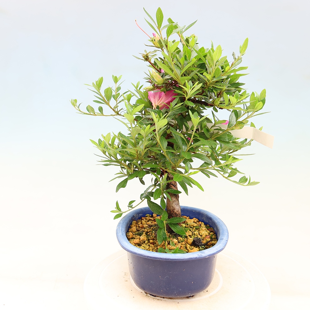 Bonsai voor buiten - Japanse Azalea - Azalea Yoko