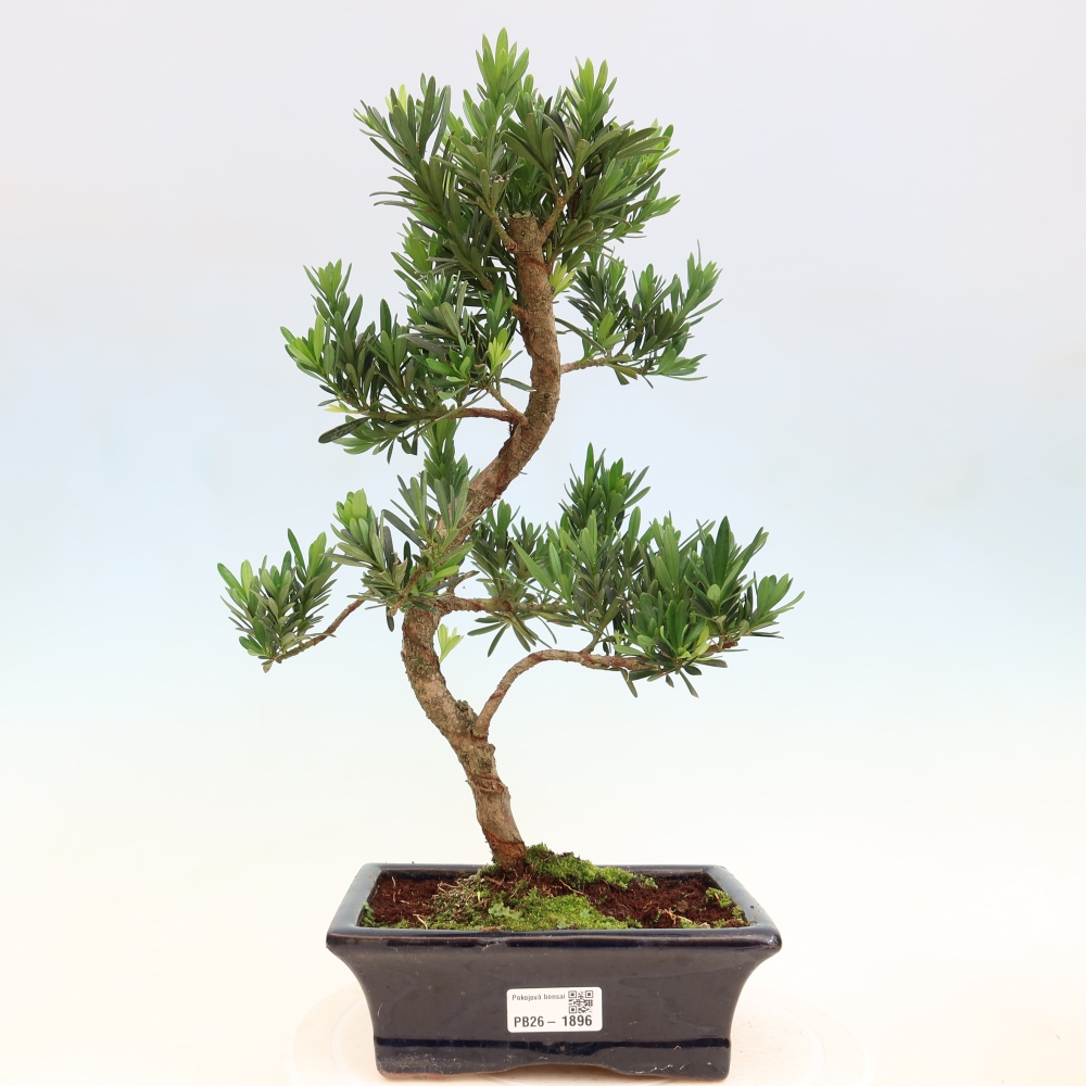 Kamerbonsai - Podocarpus - Taxus