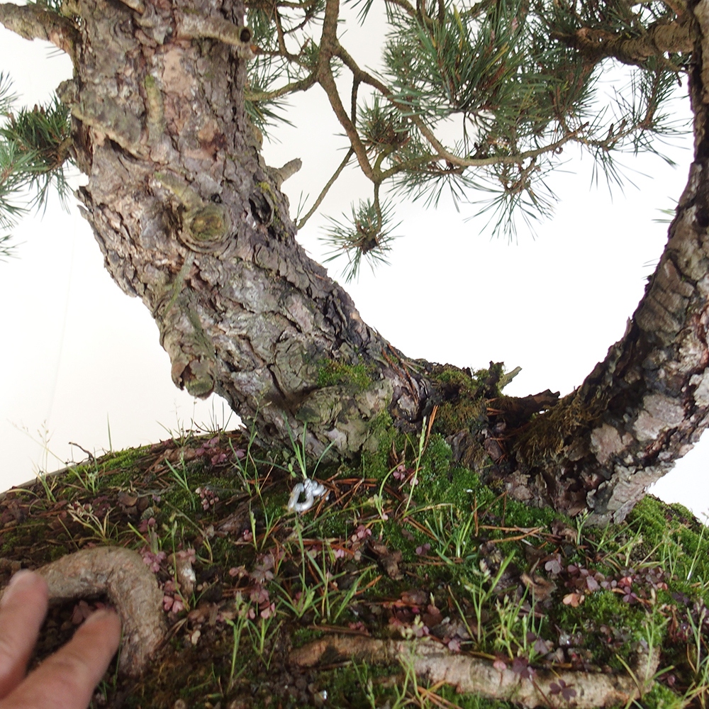 Yamadori - Pinus sylvestris Spanje