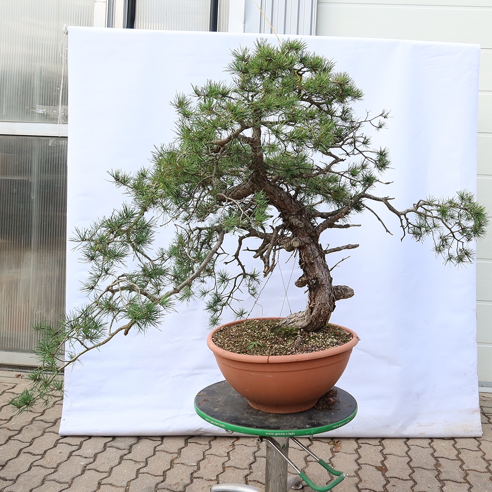 Pinus sylvestris Spanje - grove den