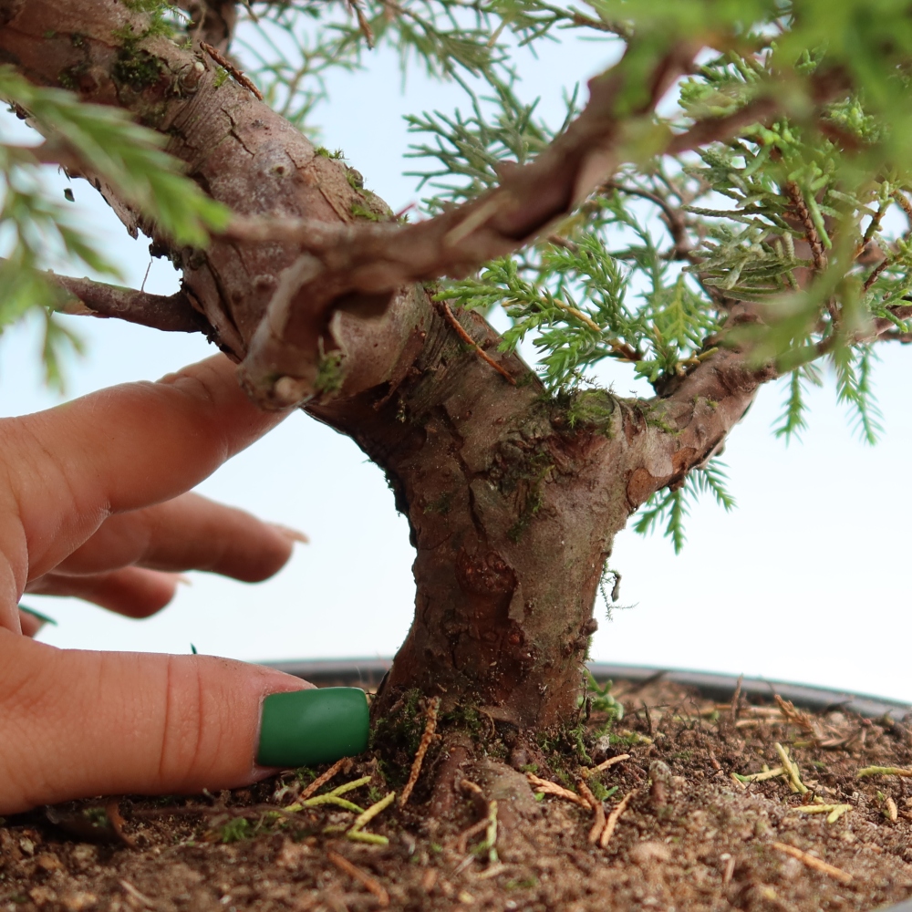 Bonsai voor buiten - Juniperus chinensis Itoigawa-Juniperus chinensis