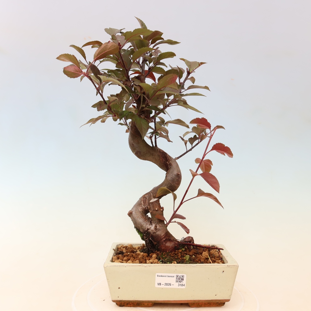 Bonsai voor buiten -Malus domestica - Roodbladige appelboom met kleine vruchten