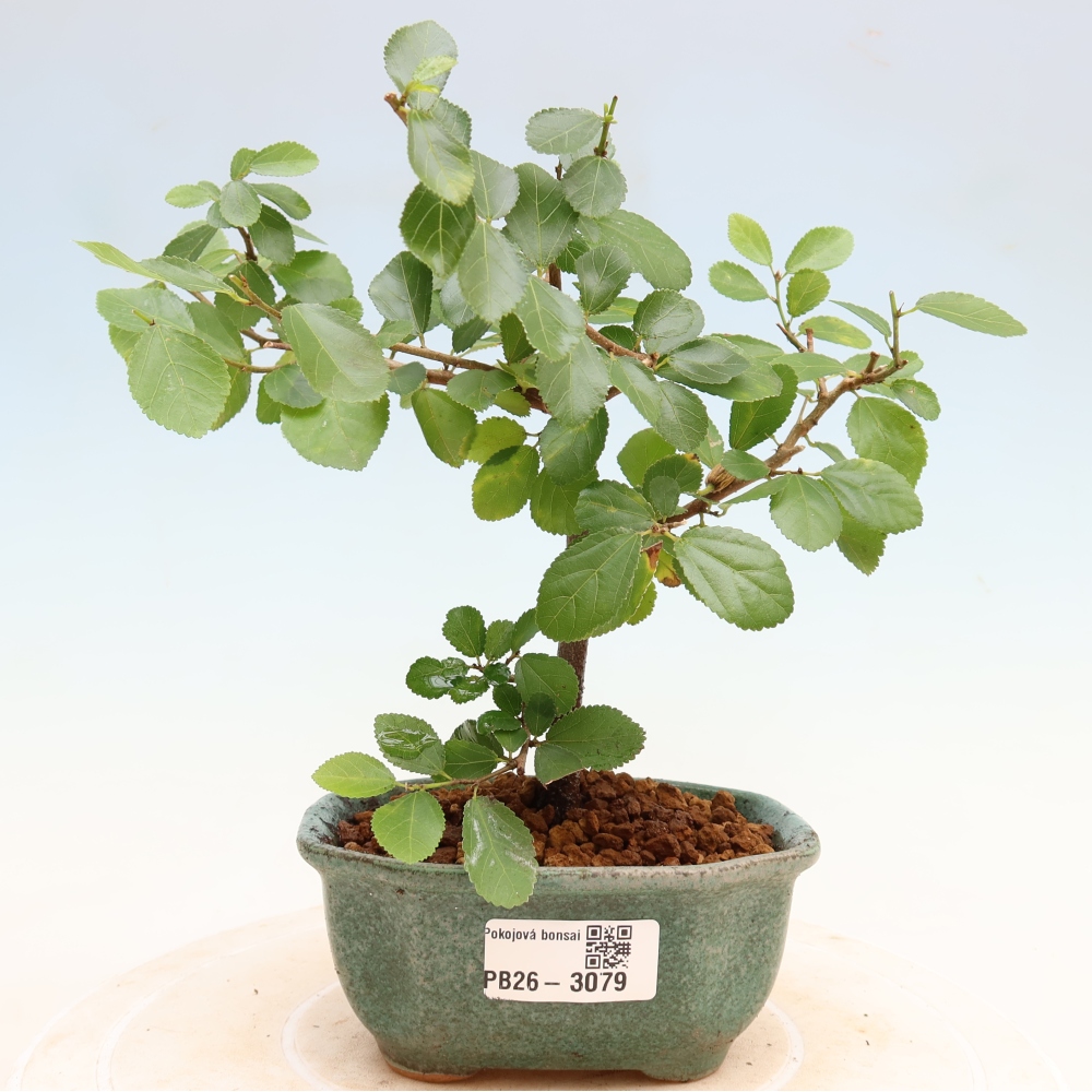 Kamerbonsai – Grewia occidentalis – Lavendelzeester