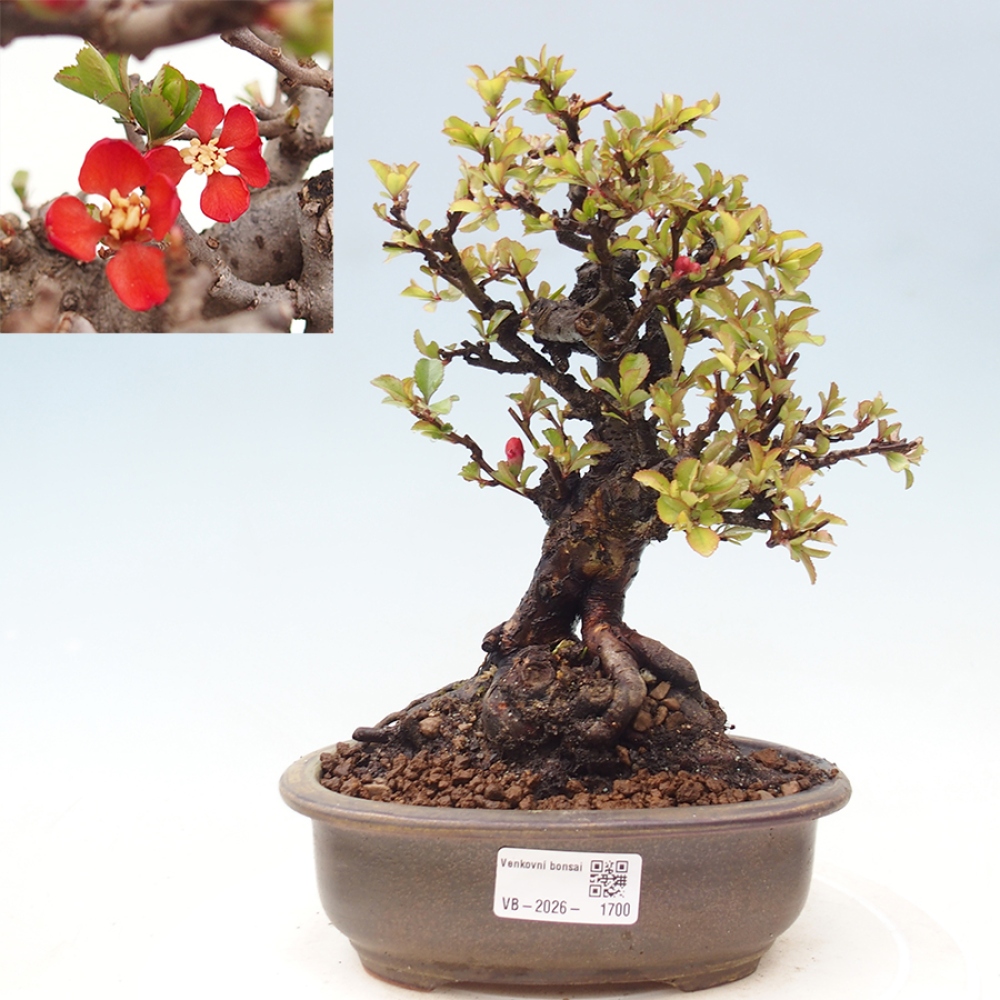 Bonsai voor buiten - Chaneomeles speciosa - Kweepeer