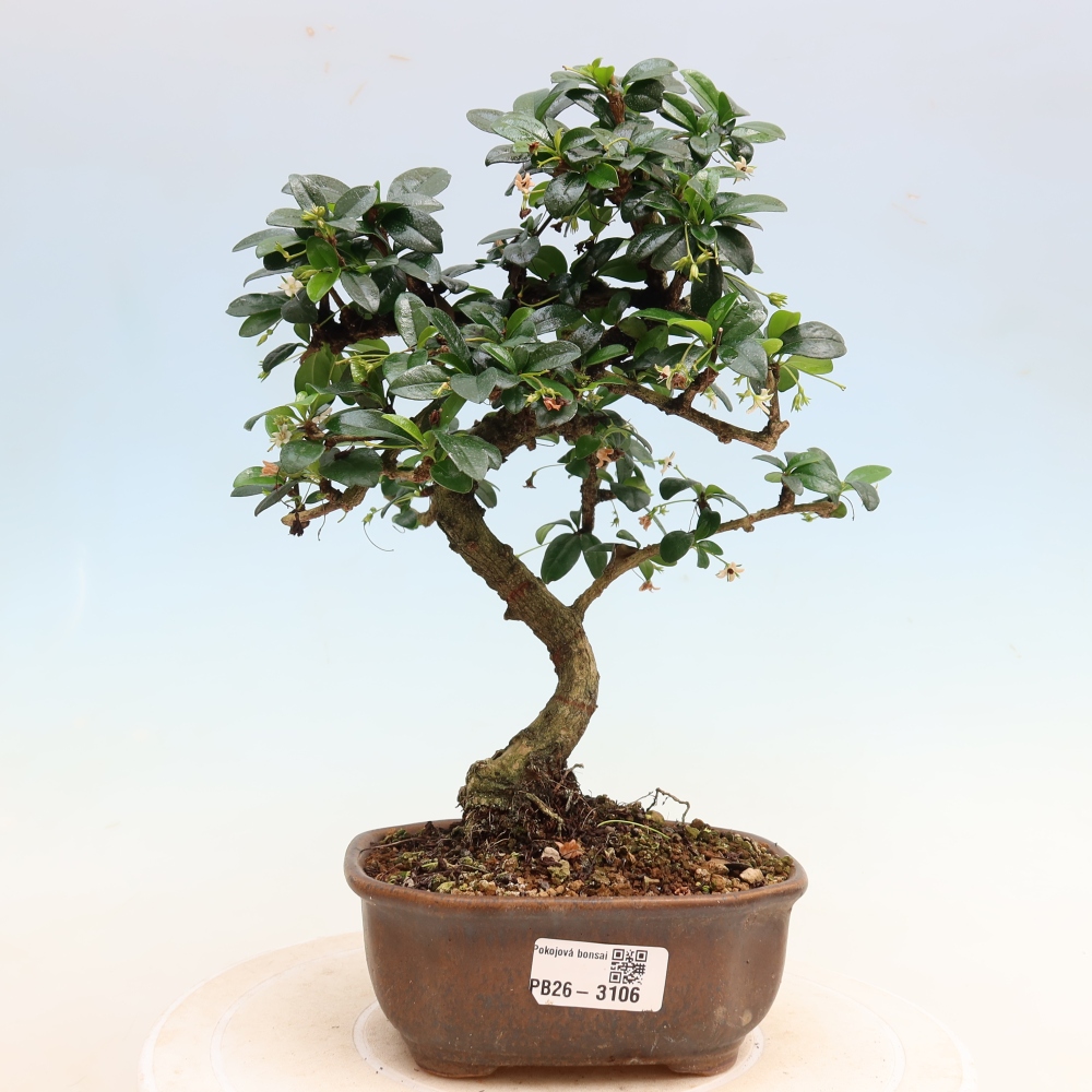 Kamerbonsai - Carmona macrophylla - Thee fuki