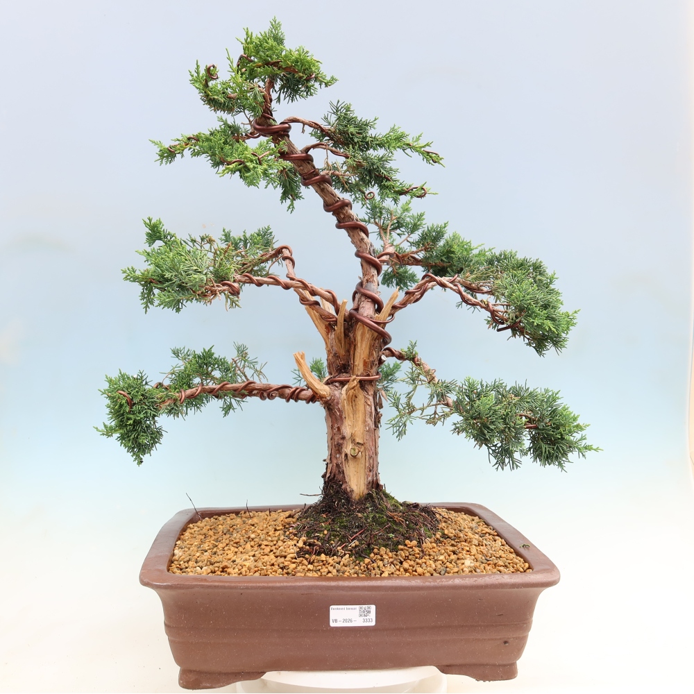 Bonsai voor buiten - Juniperus chinensis Kishu