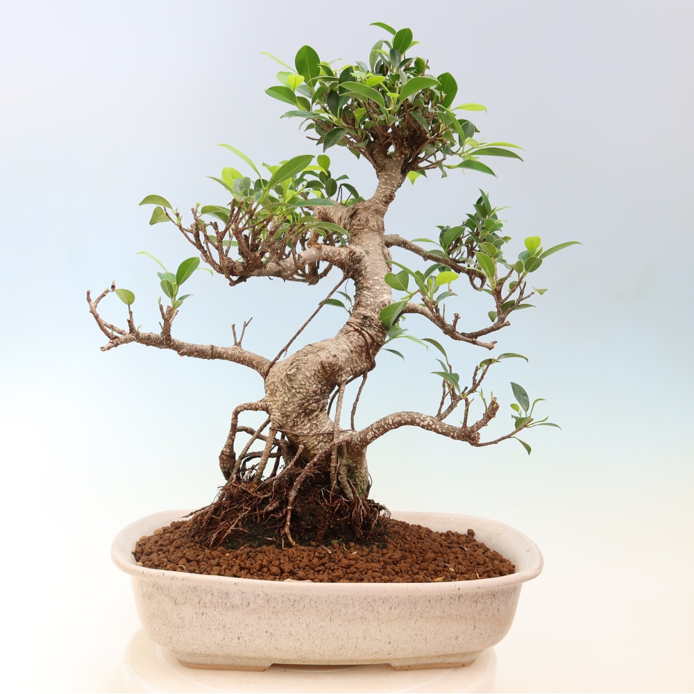 Kamerbonsai - Ficus kimmen - kleinbladige ficus