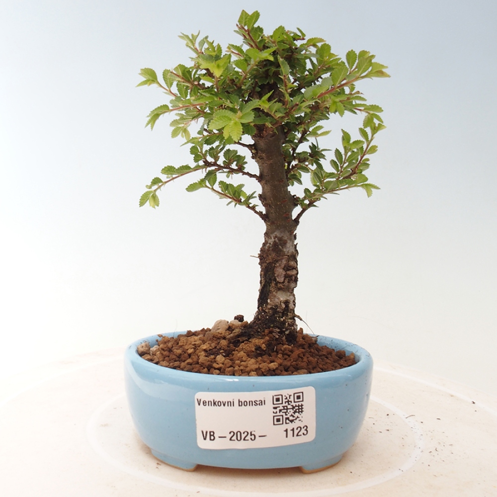 Bonsai voor buiten - Ulmus parvifolia Sagei - Kleinbladige iep