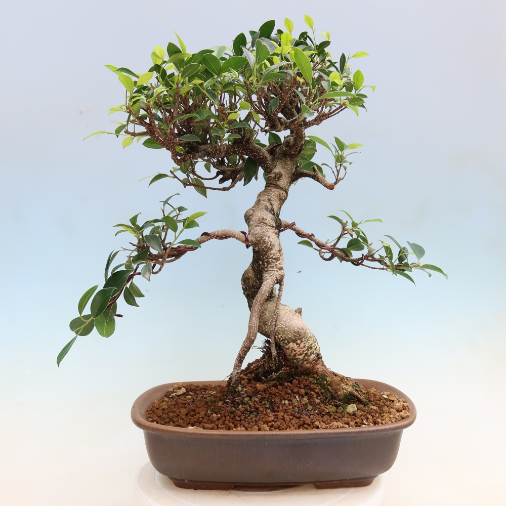 Kamerbonsai - Ficus kimmen - kleinbladige ficus