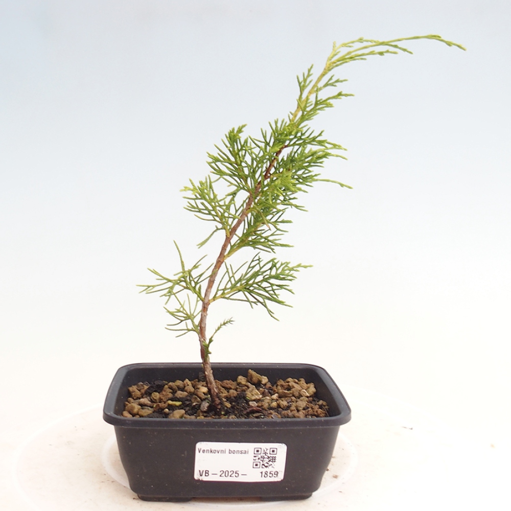 Bonsai voor buiten - Juniperus chinensis Itoigawa