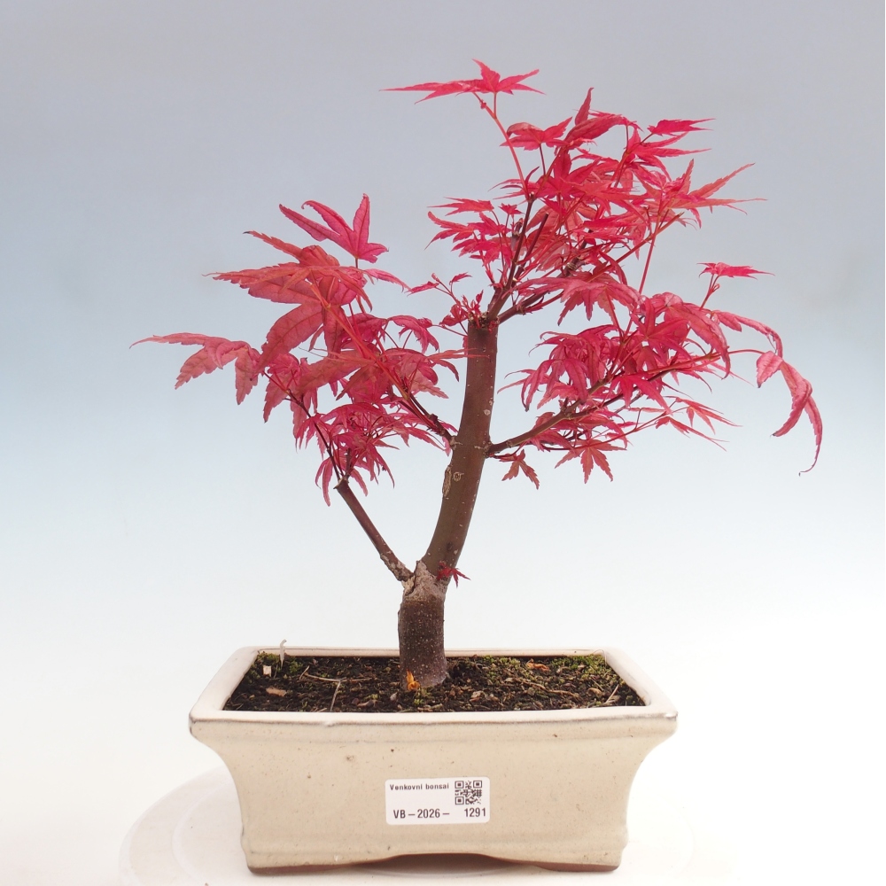 Bonsai voor buiten - Acer palmatum DESHOJO