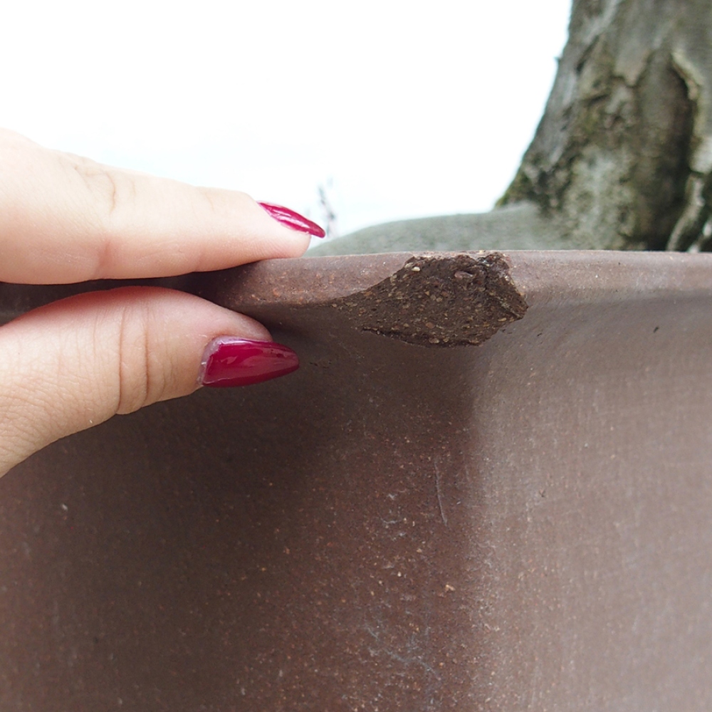 Bonsai voor buiten - Haagbeuk - Carpinus betulus