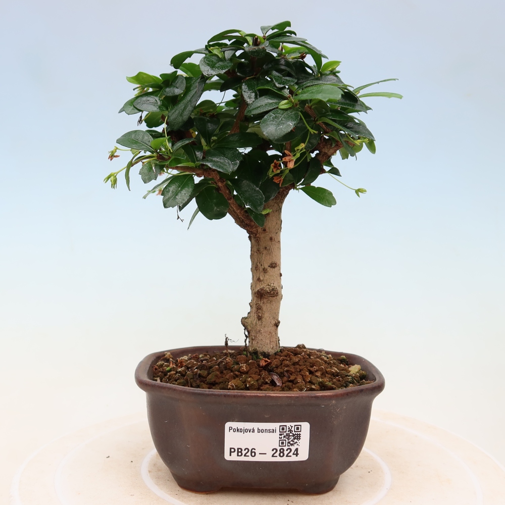 Kamerbonsai - Carmona macrophylla - Thee fuki