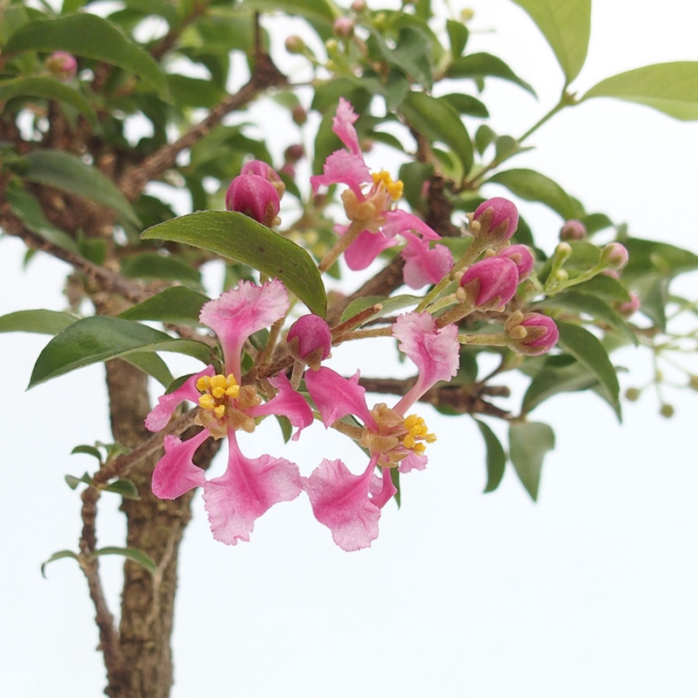 Kamerbonsai - Barbados-kers (Malpighia glabra) 